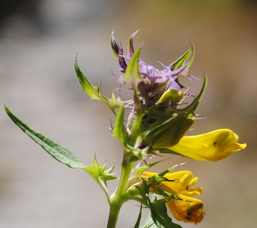Melampyrum italicum?