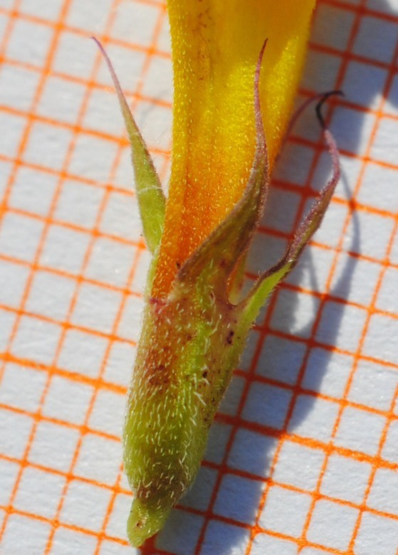 Melampyrum italicum?