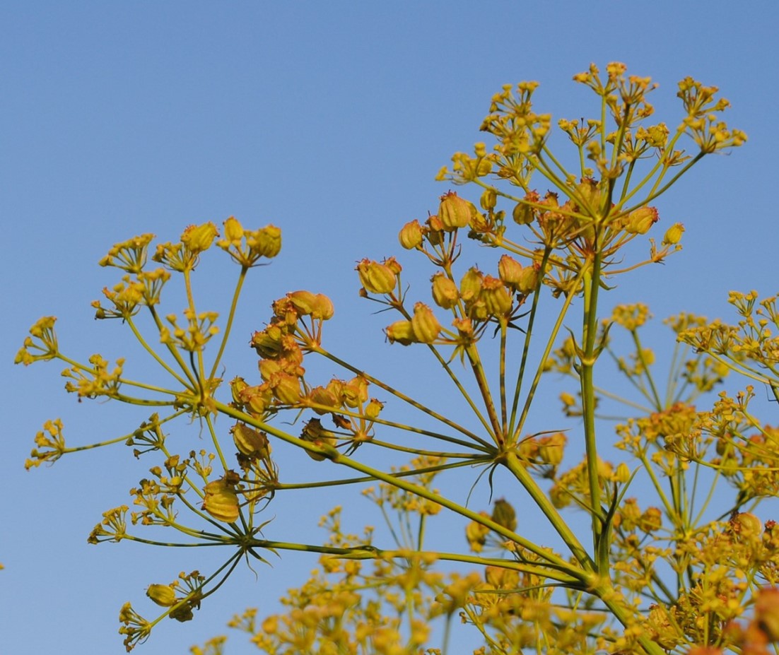 Apiacea? cfr. Cachrys libanotis ?