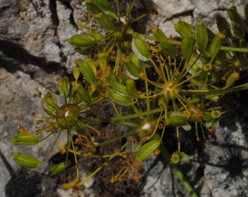 Thapsia asclepium (=Elaeoselinum asclepium) / Eleoselino