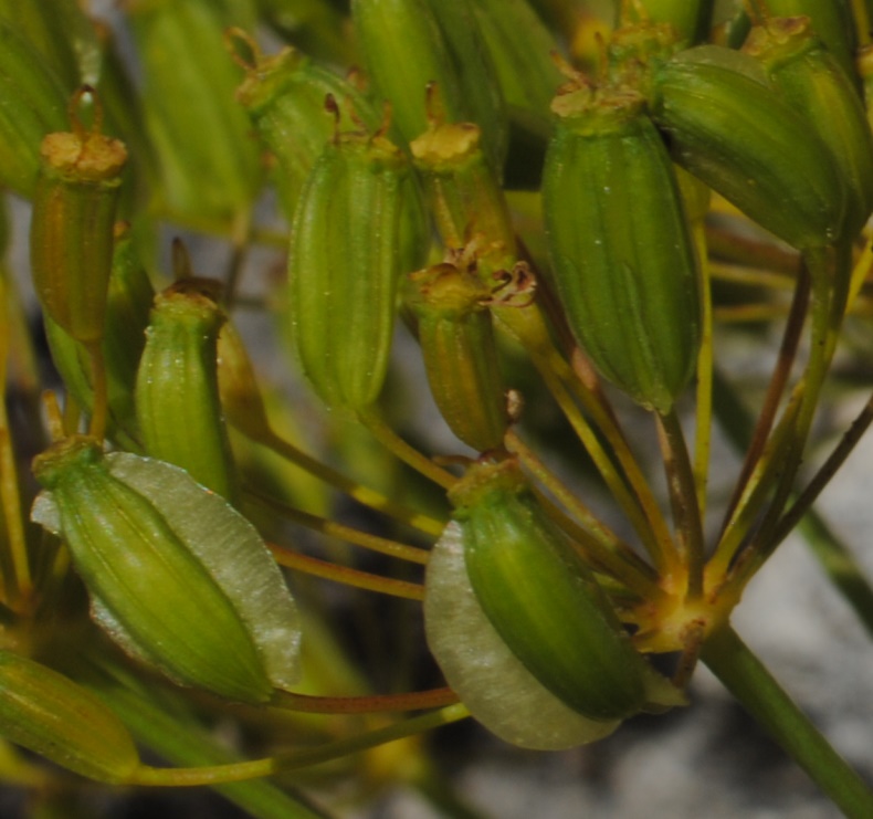 Thapsia asclepium (=Elaeoselinum asclepium) / Eleoselino