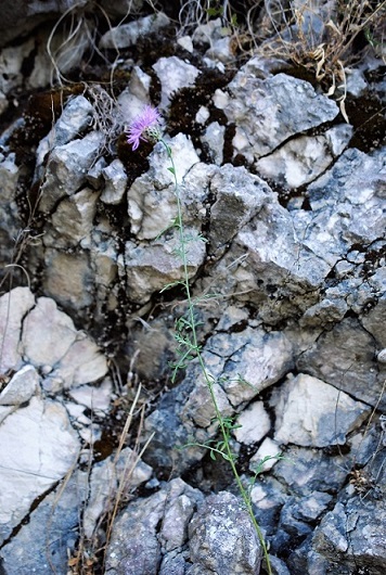 Centaurea ambigua