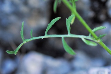 Centaurea ambigua