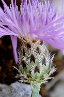 Centaurea ambigua