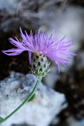 Centaurea ambigua