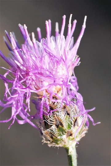 Centaurea ambigua