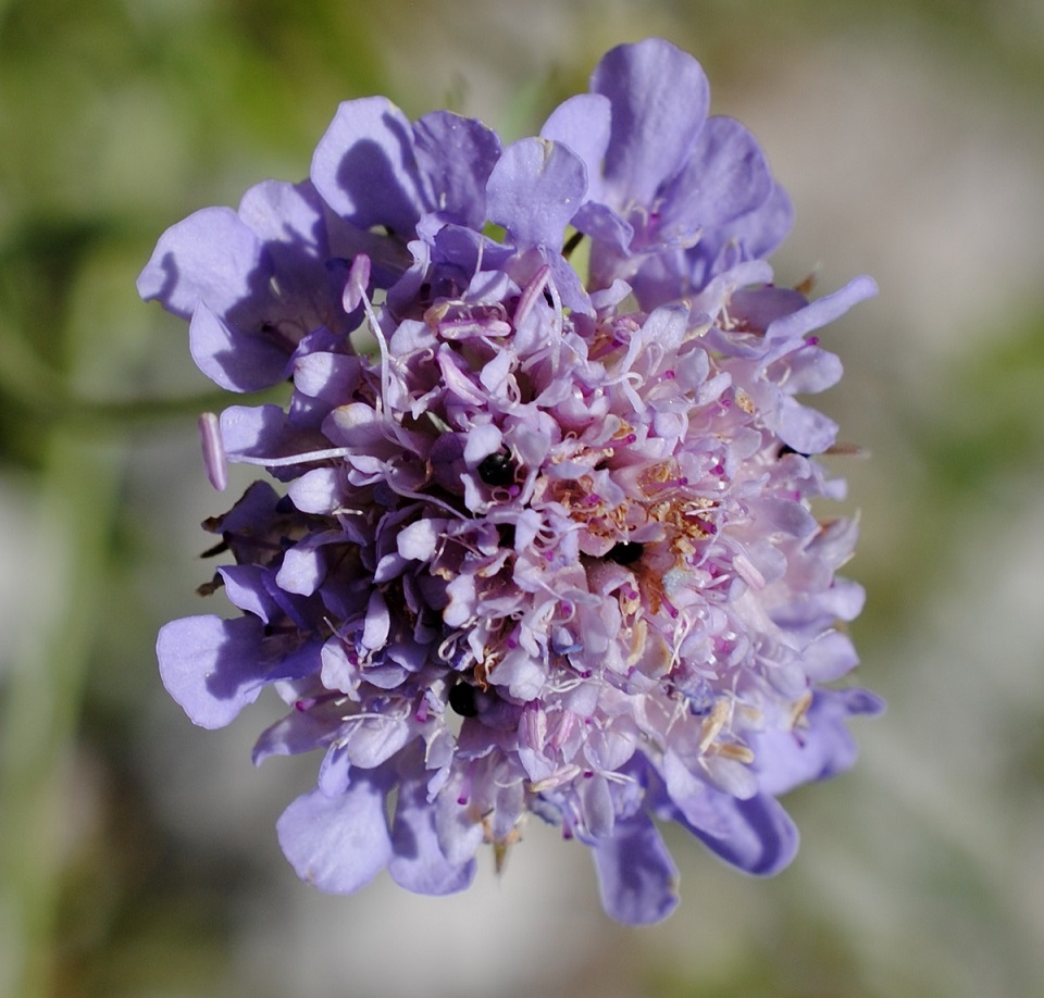 Scabiosa columbaria?