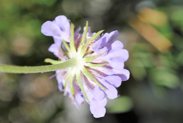 Scabiosa columbaria?
