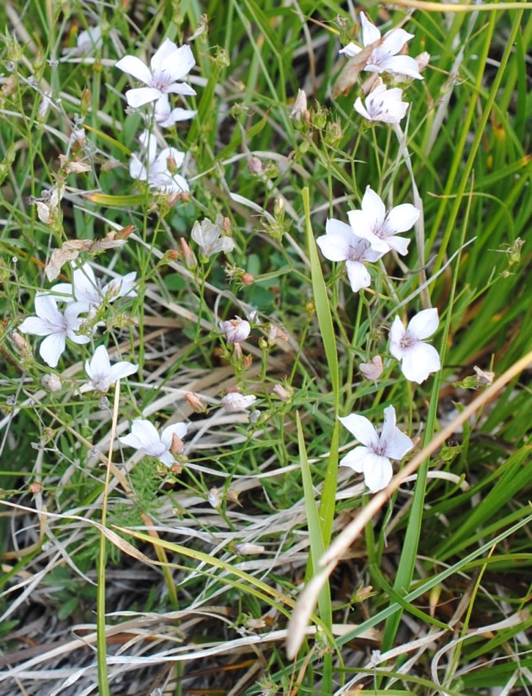 Linum tenuifolium
