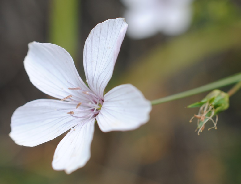 Linum tenuifolium