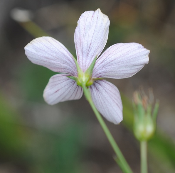 Linum tenuifolium