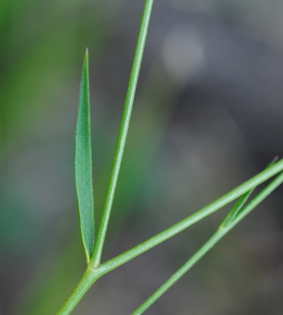 Linum tenuifolium