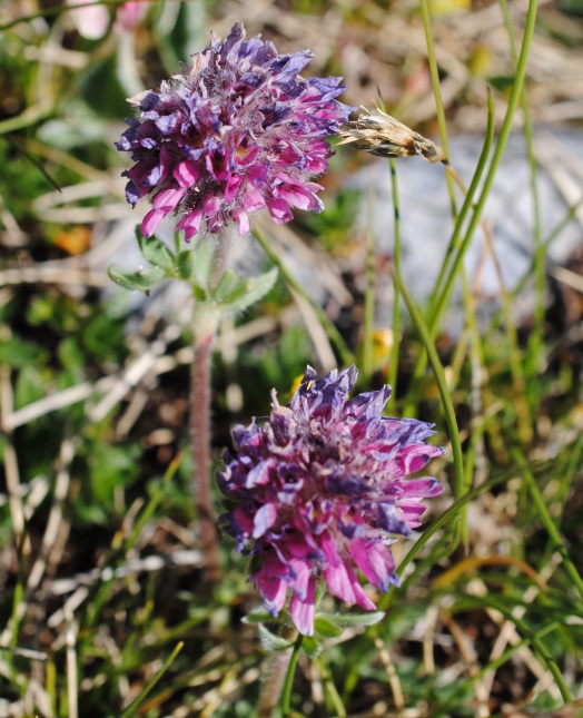 Anthyllis montana