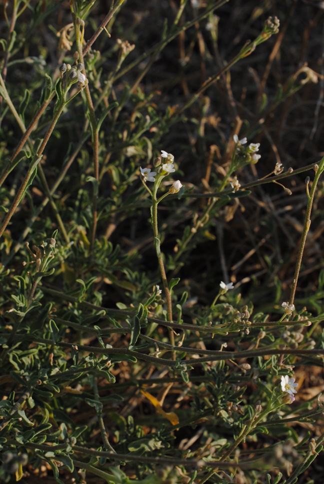 Berteroa sp.