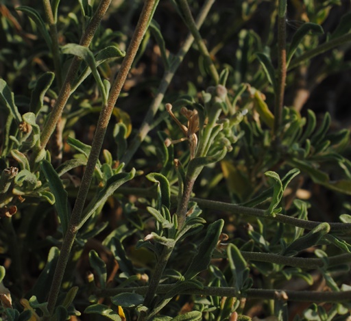 Berteroa sp.