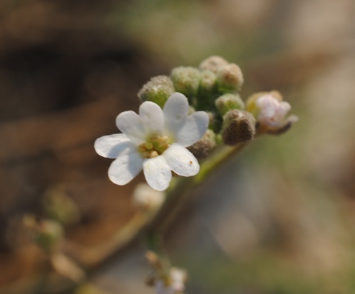 Berteroa sp.
