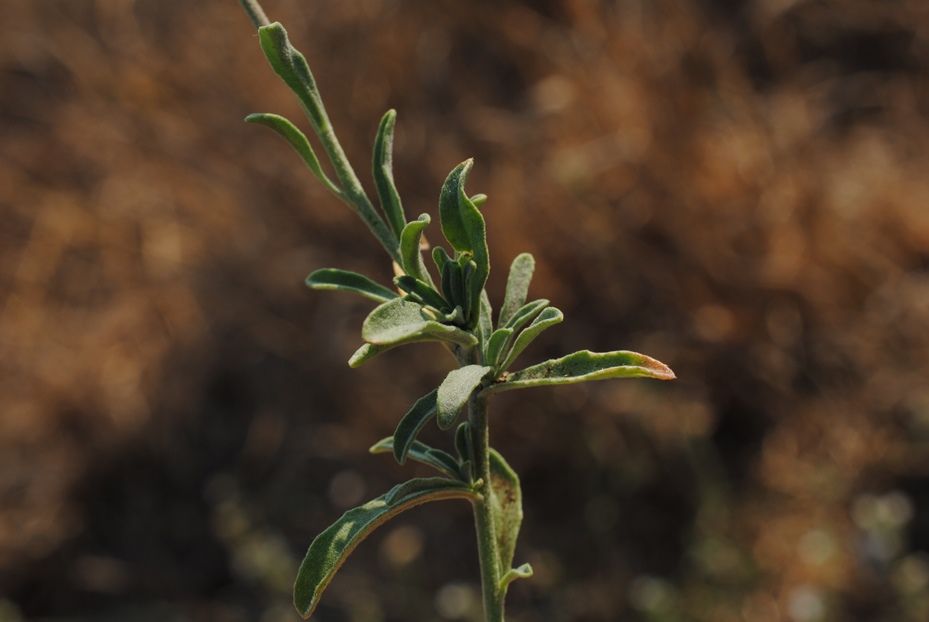 Berteroa sp.