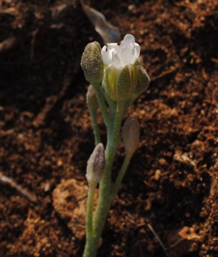 Berteroa sp.