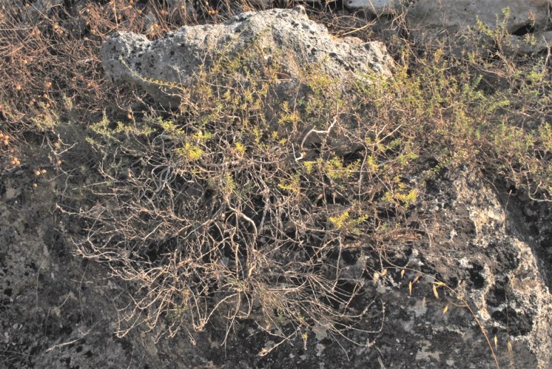 Satureja cuneifolia?