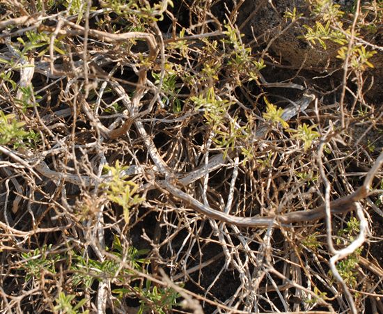Satureja cuneifolia?