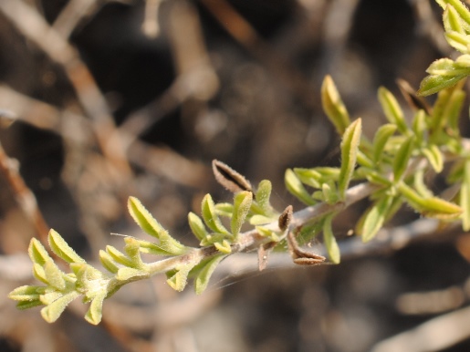 Satureja cuneifolia?