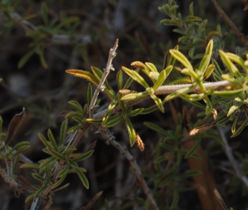 Satureja cuneifolia?