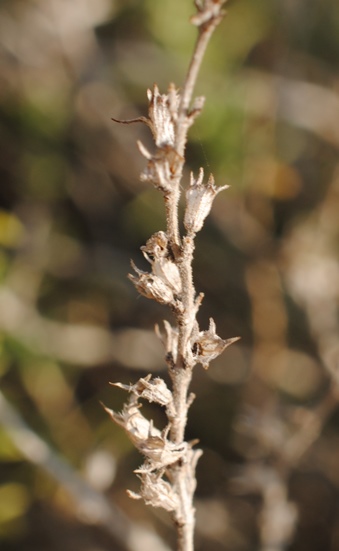 Satureja cuneifolia?