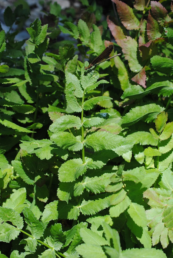 Berula erecta / Sedanina dacqua