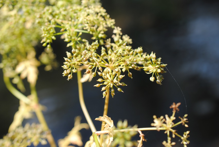 Berula erecta / Sedanina dacqua