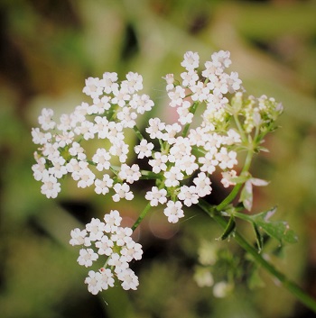 Berula erecta / Sedanina dacqua