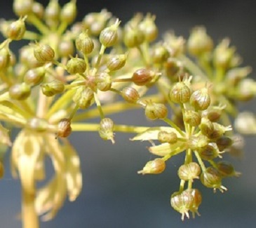 Berula erecta / Sedanina dacqua