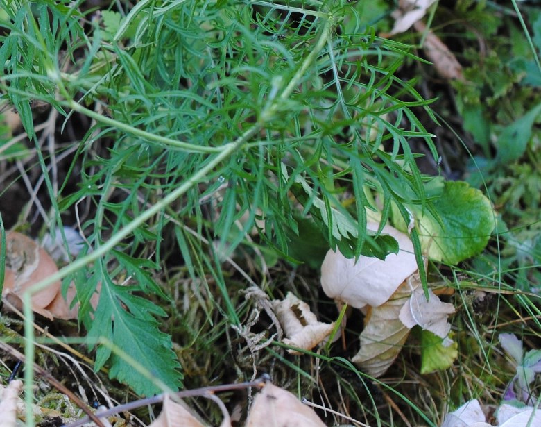 Scabiosa?