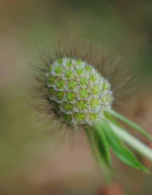 Scabiosa?