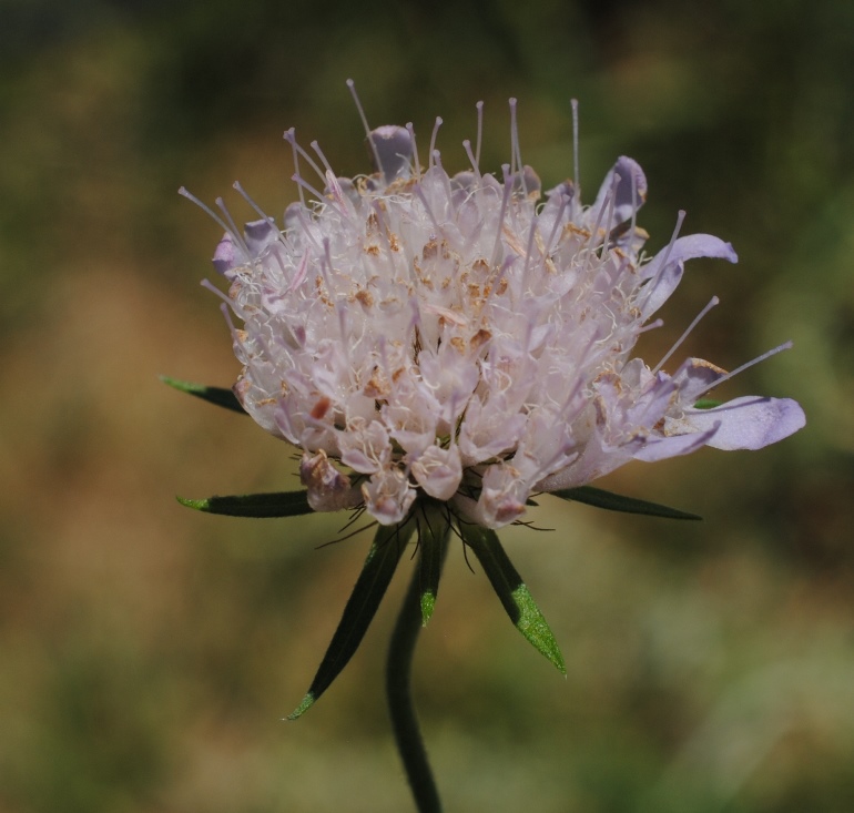 Scabiosa?