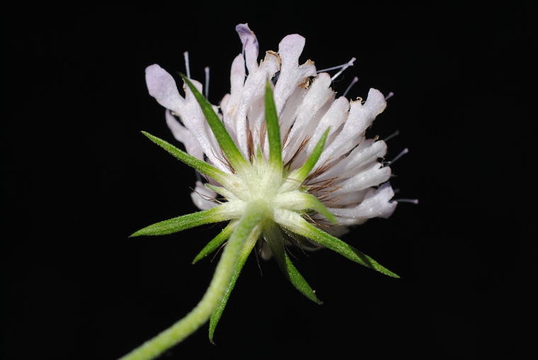 Scabiosa?