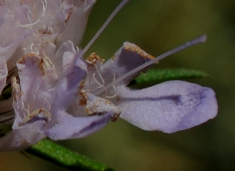 Scabiosa?
