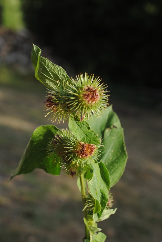 Quale Arctium?