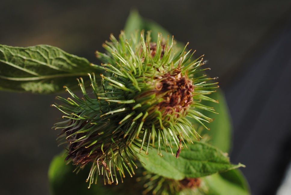 Quale Arctium?