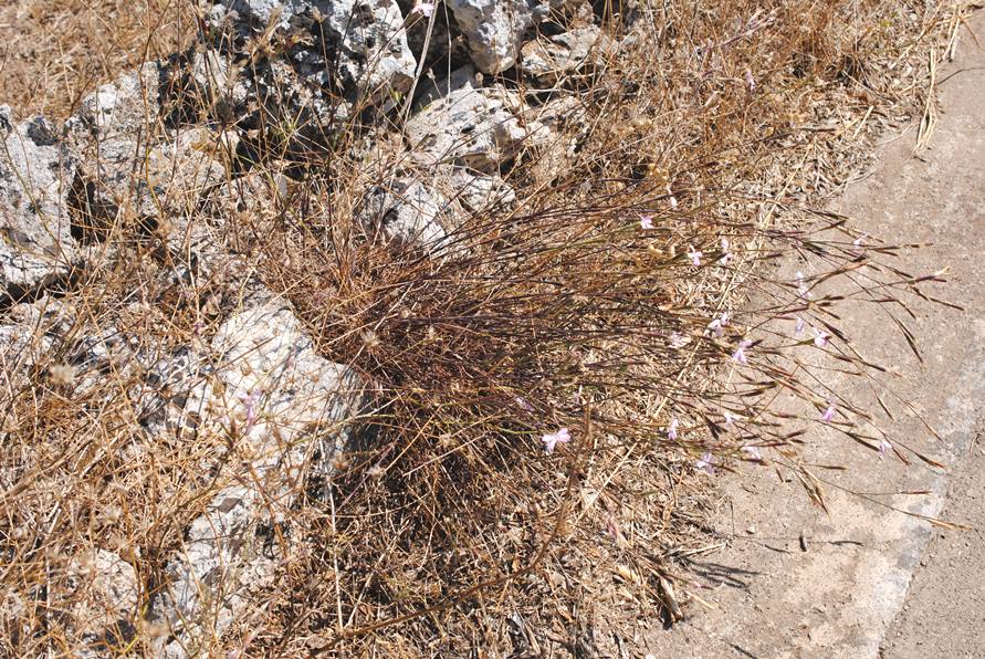 Dianthus ciliatus