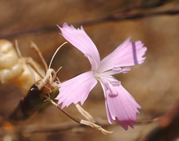 Dianthus ciliatus