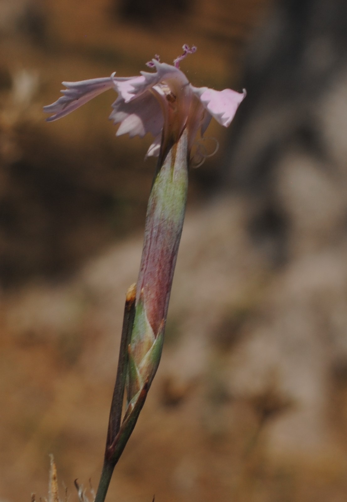 Dianthus ciliatus