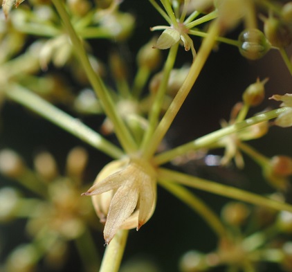 Berula erecta / Sedanina dacqua