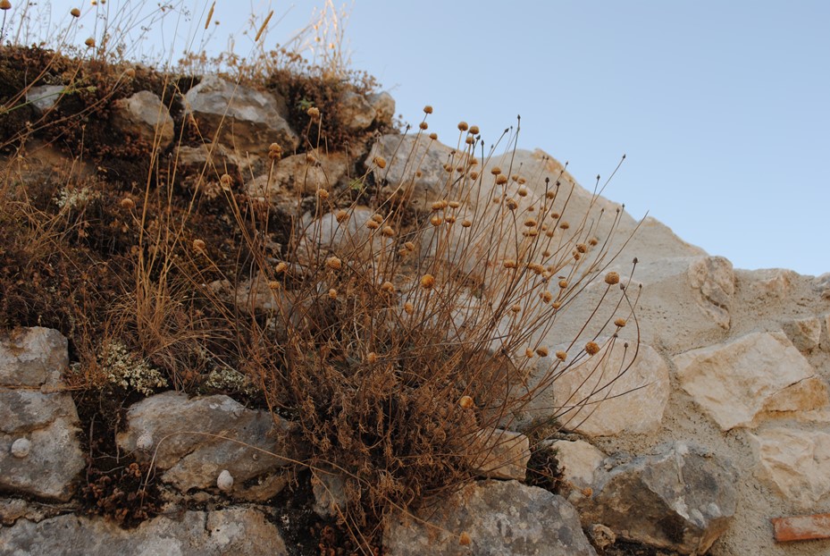 Anthemis cretica / Camomilla montana