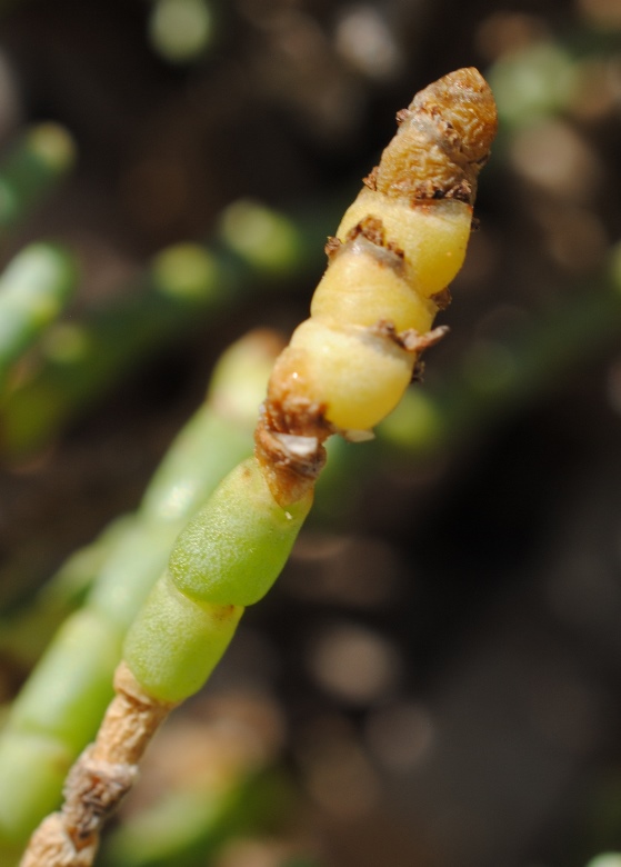 Arthrocnemum?