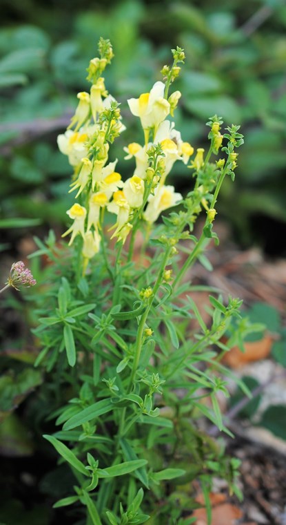 Linaria vulgaris