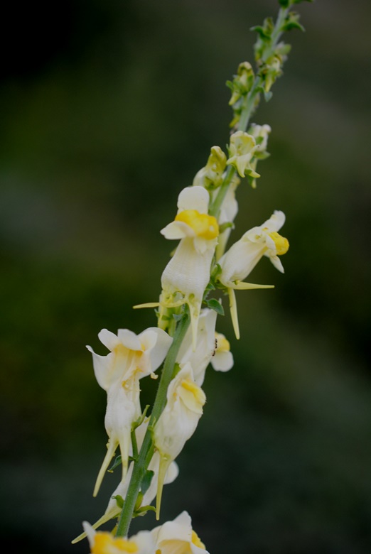 Linaria vulgaris