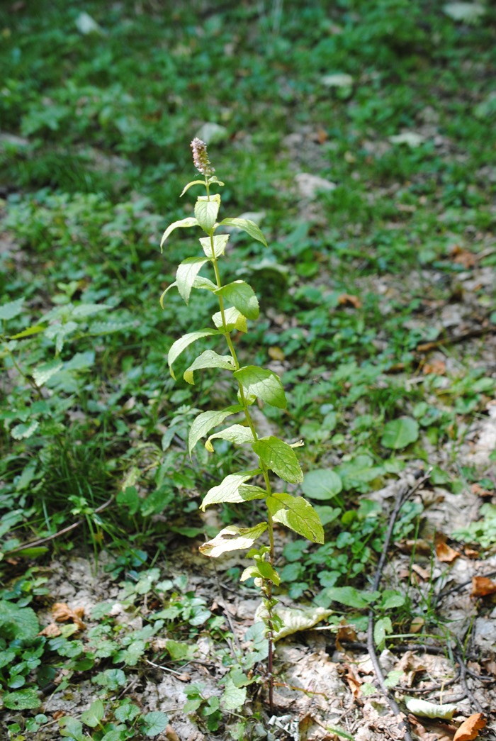 Mentha cfr. spicata