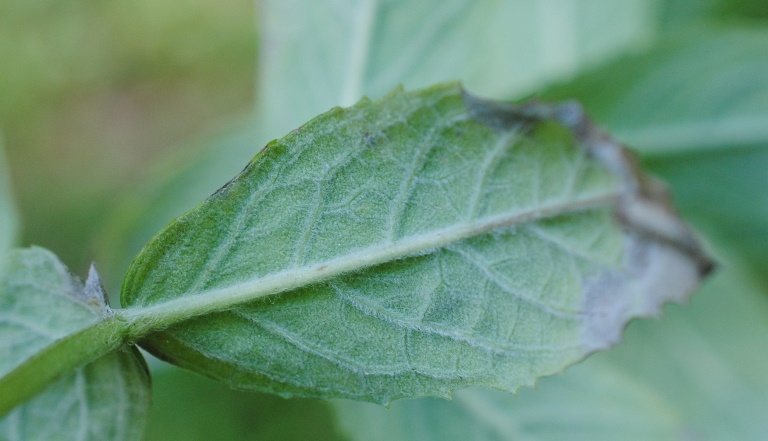 Mentha cfr. spicata