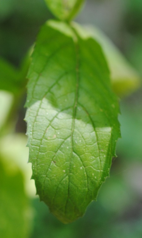 Mentha cfr. spicata