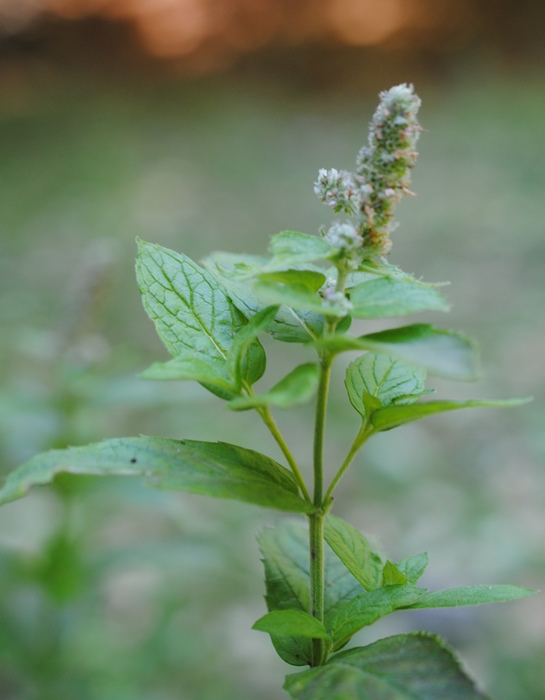 Mentha cfr. spicata